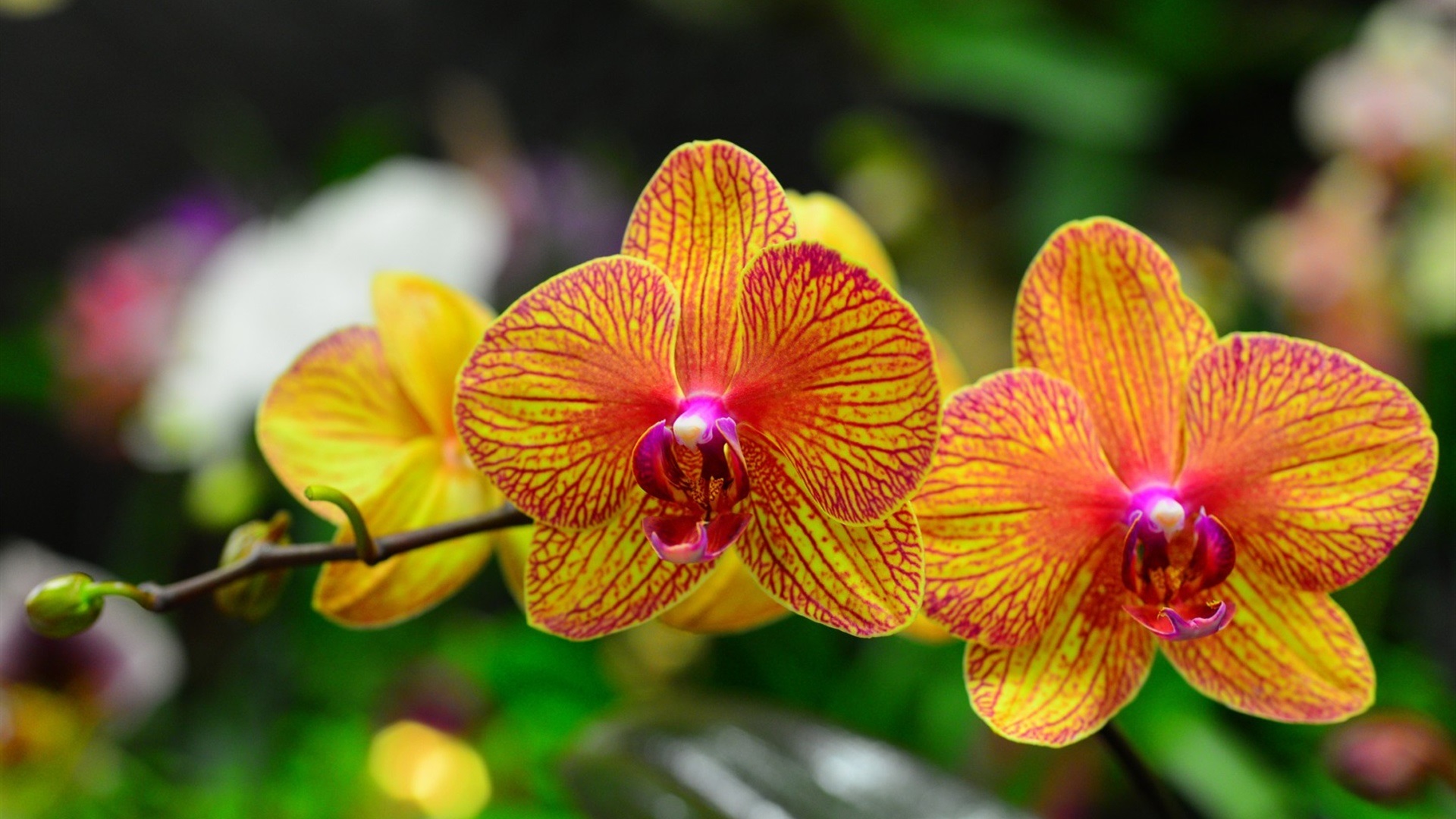Phalaenopsis – A linda orquídea borboleta – Viver com Plantas